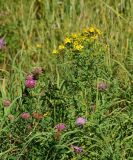 Hypericum perforatum