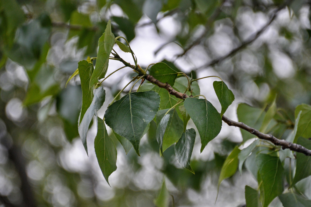 Изображение особи Populus nigra.