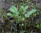 Rumex confertus