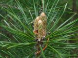 Pinus sylvestris