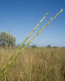 Elytrigia obtusiflora. Верхушки соплодий. Краснодарский край, м/о город-герой Новороссийск, водосборная зона Суджукской лагуны, территория дендропарка НПИ КубГТУ, разнотравно-злаковый луг. 07.07.2022.