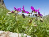 Geranium ruprechtii