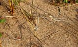 Lathyrus japonicus ssp. pubescens