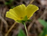 Tuberaria guttata