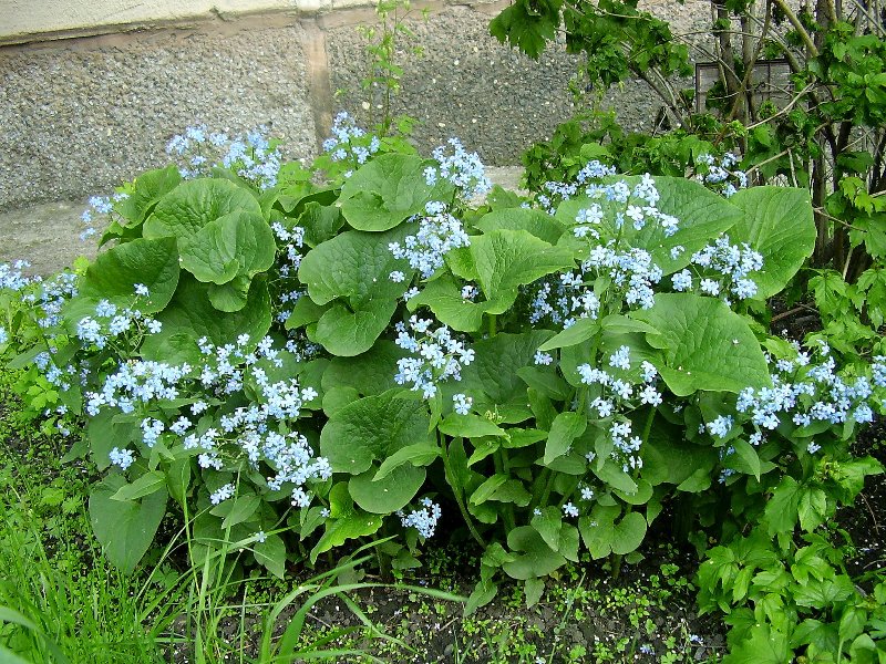 Изображение особи Brunnera sibirica.