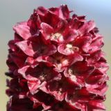 Sanguisorba officinalis. Верхняя половина отцветшего соцветия с завязавшимися плодами. Алтай, Семинский перевал. 25.08.2009.