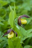 Cypripedium calceolus. Верхушка цветущего растения. Ленинградская обл., Ломоносовский р-н, берег ручья. 03.06.2012.