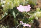 Convolvulus pseudocantabrica