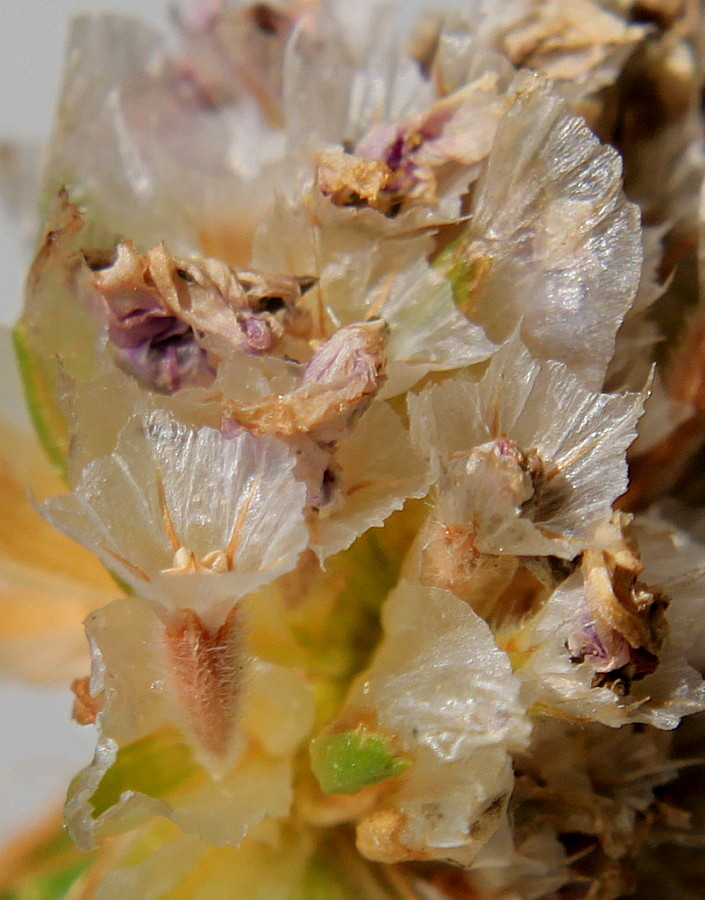 Изображение особи Armeria maritima.