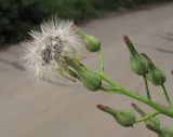 Lactuca indica. Верхушка соплодия. Владивосток, Академгородок. 14 сентября 2012 г.