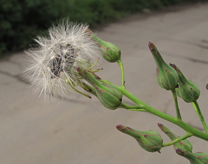 Изображение особи Lactuca indica.