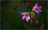 Erodium cicutarium. Цветки и бутоны. Окр. Красноярска, вскопанное поле. 06.10.2012.