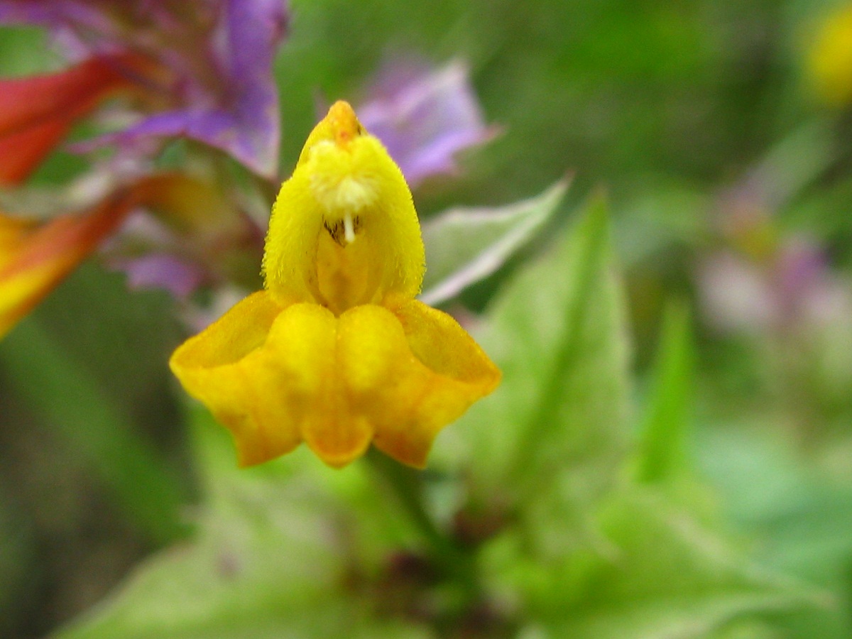 Image of Melampyrum nemorosum specimen.