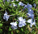 Plumbago auriculata. Соцветие. Франция, Лазурный Берег, г. Канны, сквер на набережной Круазет. 21.06.2012.