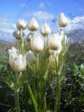 Pulsatilla patens