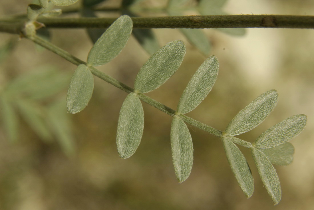 Изображение особи Astragalus glaucus.