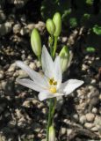 Anthericum ramosum