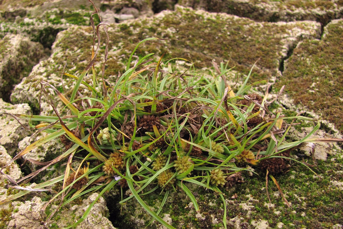 Image of Cyperus michelianus specimen.