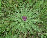 Cirsium esculentum. Цветущее растение на лугу. Иркутская обл., Иркутский р-н, левый берег р. Иркут. 07.08.2009.