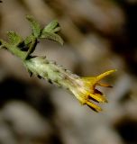 Chiliadenus iphionoides. Верхушка веточки с соцветием. Израиль, Нижняя Галилея, г. Верхний Назарет, ландшафтный парк. 25.12.2013.