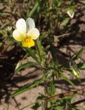 Viola arvensis