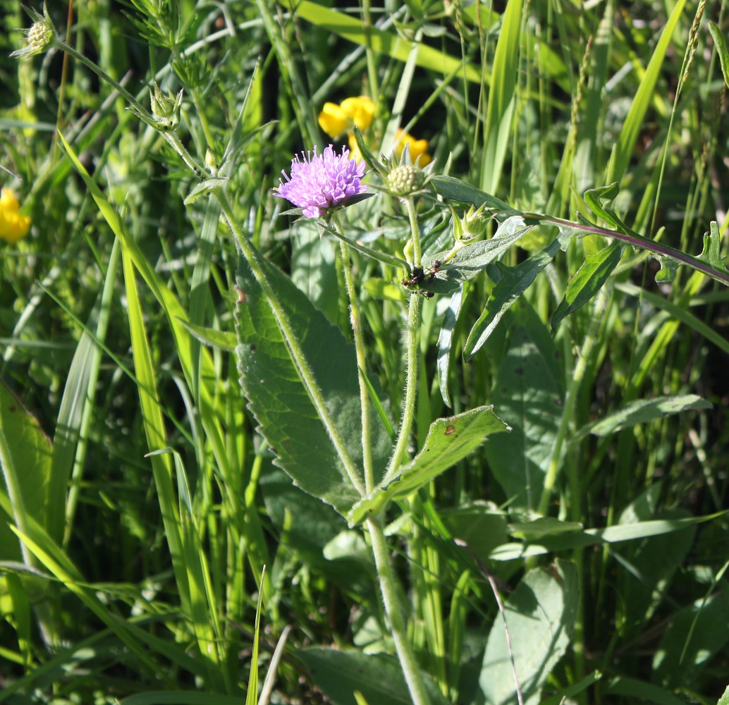 Изображение особи Knautia drymeia.