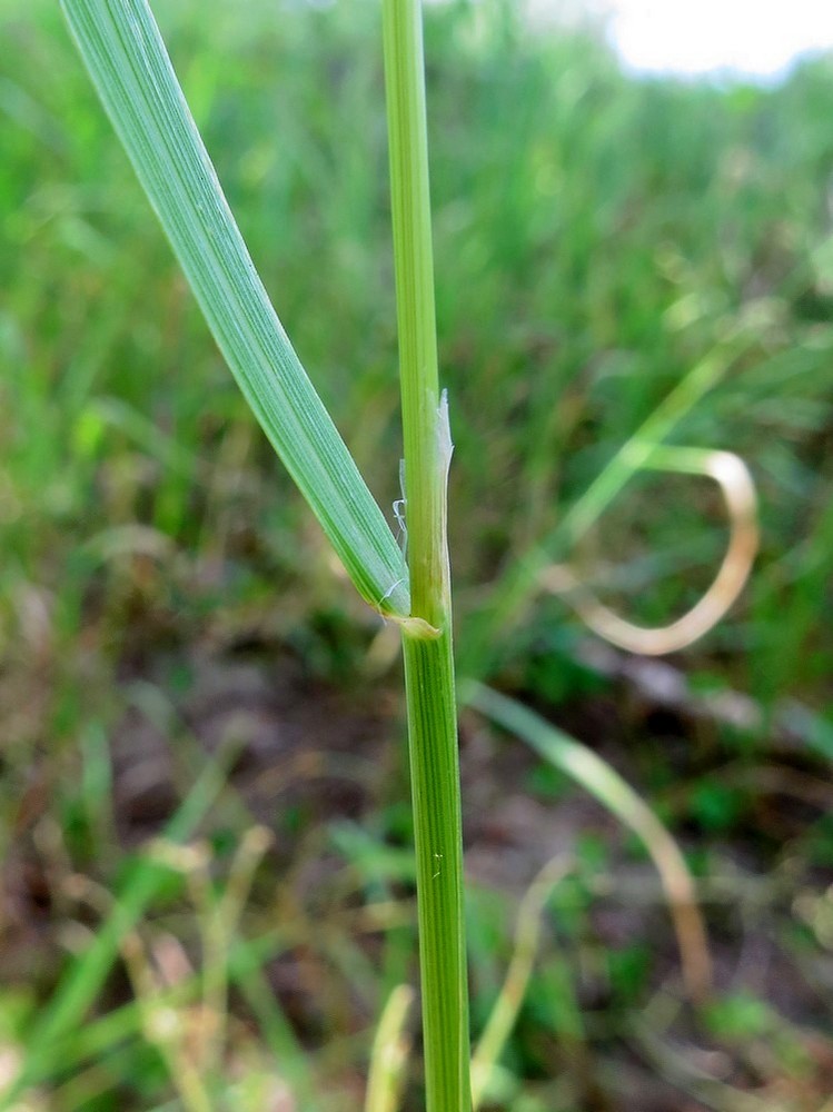 Изображение особи Agrostis gigantea.