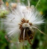 Sonchus подвид uliginosus