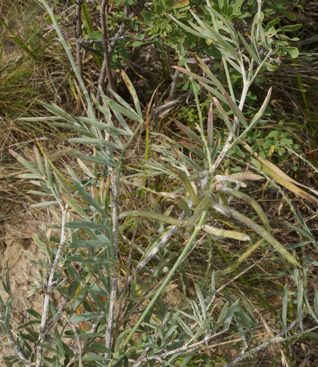 Изображение особи Astragalus polyceras.