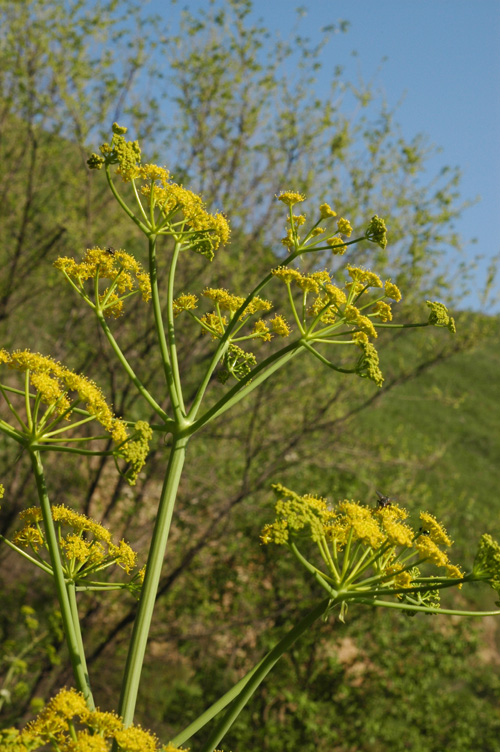 Изображение особи Ferula akitschkensis.