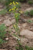 Bupleurum scorzonerifolium. Цветущее растение. Бурятия, окр. Улан-Удэ. 25.07.2009.