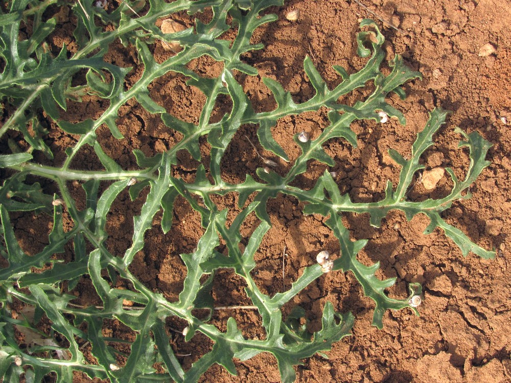 Image of Crambe aspera specimen.