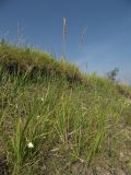 Calamagrostis epigeios