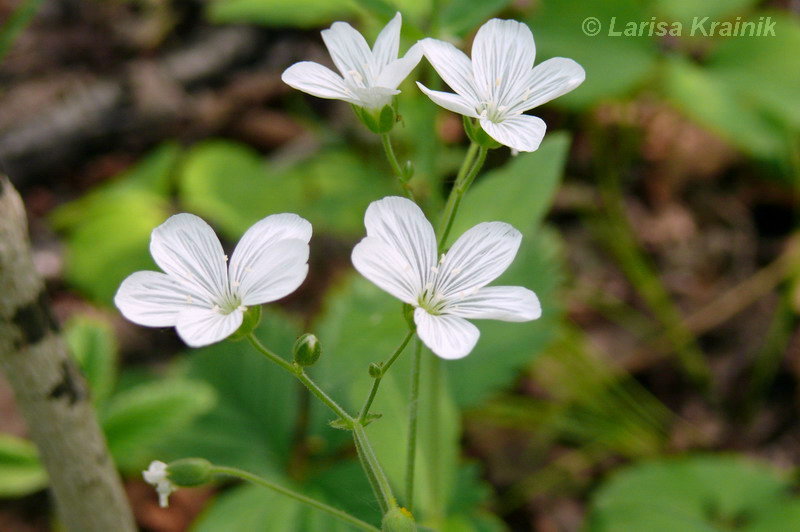 Изображение особи Cerastium pauciflorum.