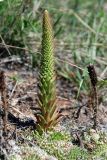 Orostachys spinosa. Растение с цветоносом. Иркутская обл., озеро Байкал, остров Ольхон, падь Идибэ, луговой склон. 24.07.2011.