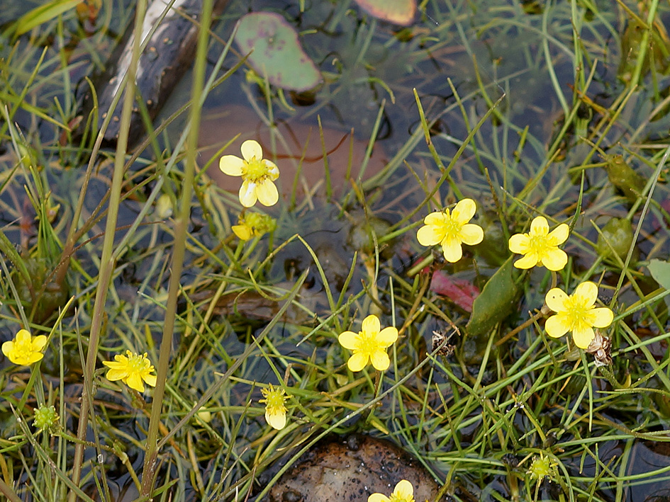 Изображение растения Ranunculus reptans.