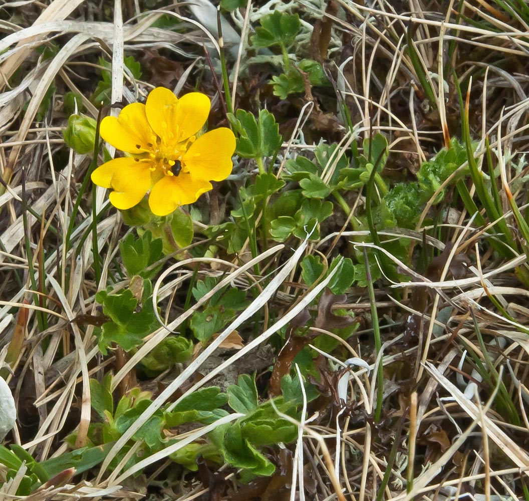 Изображение особи Potentilla gelida.