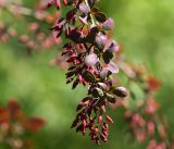 Berberis форма atropurpurea