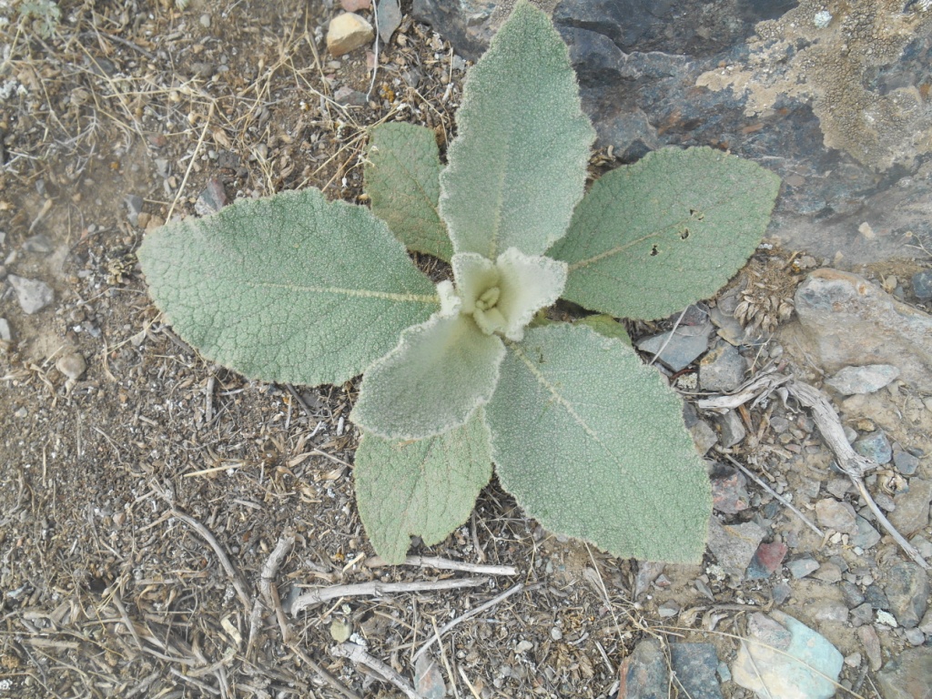 Изображение особи род Verbascum.