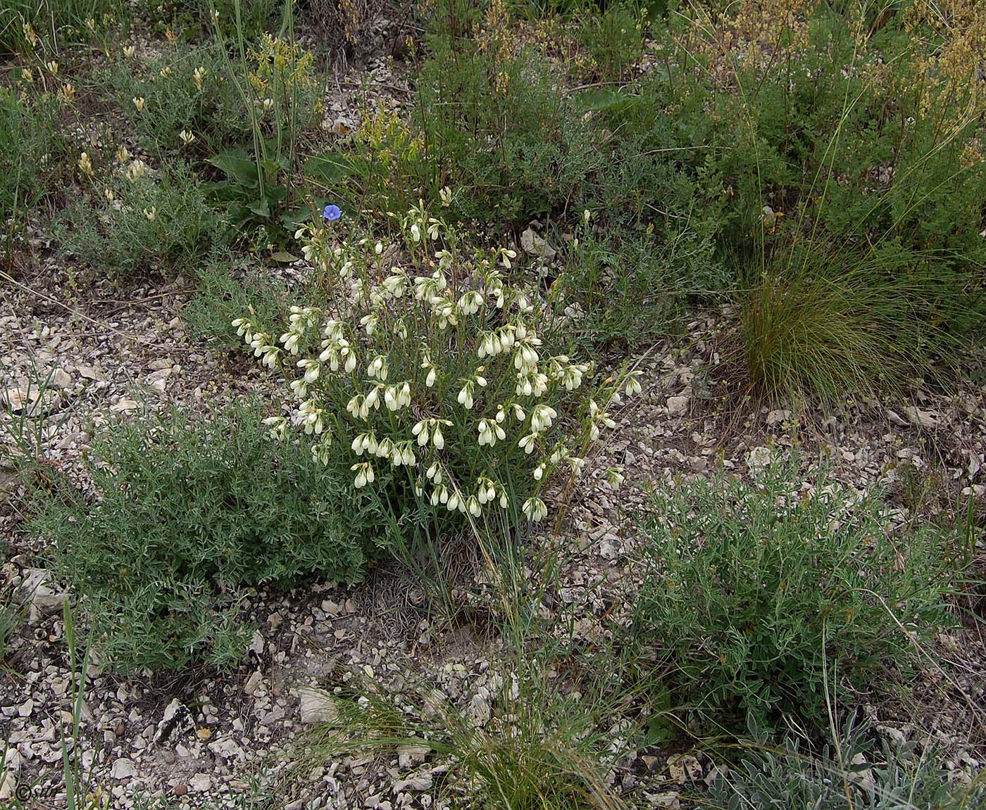 Image of Onosma tanaitica specimen.