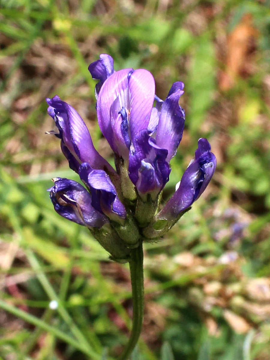 Изображение особи Astragalus danicus.