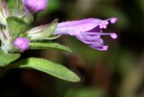 Thymus japonicus. Цветок (Thymus inaequalis Klokov). Приморский край, Ольгинский р-н, окр. с. Пермское, долина р. Аввакумовка на левом берегу, скала Чёртов Утёс, на скалах. 04.07.2017.