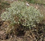 Eryngium campestre