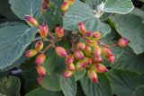 Viburnum lantana