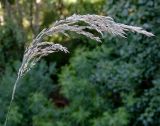 Calamagrostis angustifolia