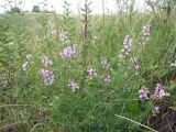 Astragalus silvisteppaceus