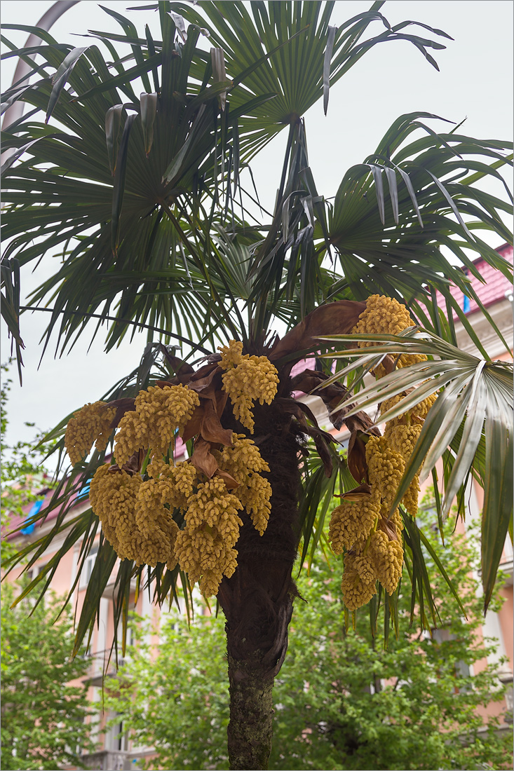 Изображение особи Trachycarpus fortunei.