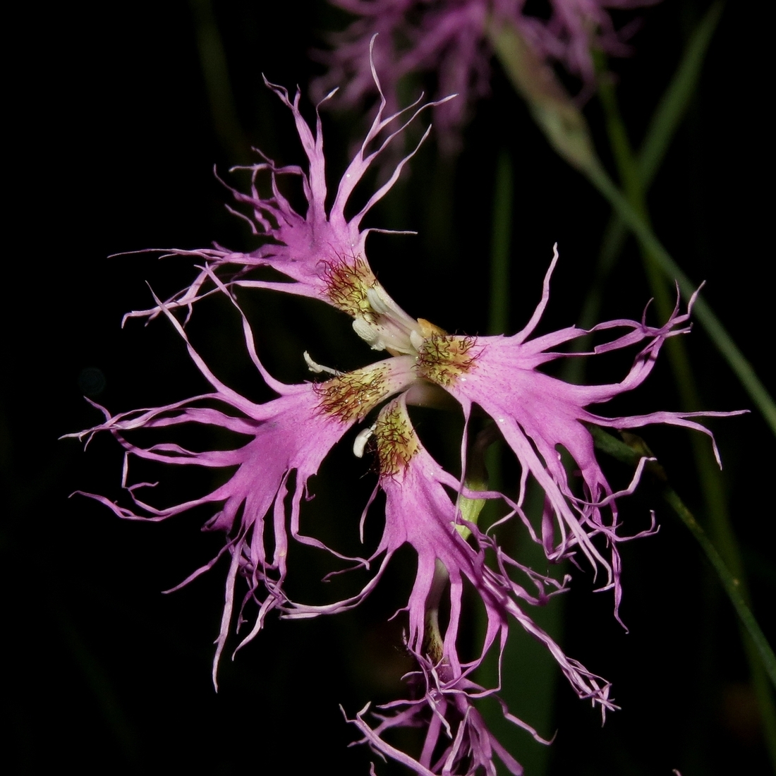 Изображение особи Dianthus superbus.