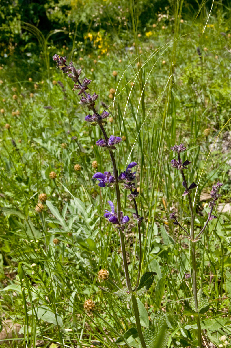 Изображение особи Salvia tesquicola.