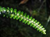 Lindsaea lucida. Верхушка вайи. Малайзия, штат Саравак, национальный парк Бако; о-в Калимантан, влажный тропический лес. 09.05.2017.